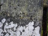 image of grave number 905350